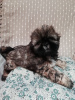 Photo №4. I will sell shih tzu in the city of Daugavpils.  - price - 317$