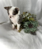 Photo №1. chihuahua - for sale in the city of Wolfsburg | 317$ | Announcement № 98468