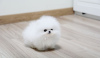 Photo №1. pomeranian - for sale in the city of Melbourne | Is free | Announcement № 17283