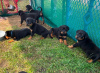 Photo №1. rottweiler - for sale in the city of Nuremberg | 423$ | Announcement № 56599