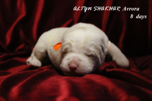 Additional photos: Gorgeous Central Asian Shepherd Puppy