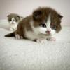 Photo №4. I will sell british shorthair in the city of Hong Kong. private announcement - price - Is free