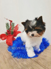Photo №4. I will sell beaver yorkshire terrier in the city of Tbilisi. private announcement, from nursery - price - negotiated
