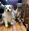 Photo №3. Australian shepherd puppy. Sweden