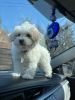Photo №2 to announcement № 85861 for the sale of maltese dog - buy in United States breeder