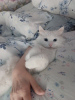 Photo №1. turkish angora - for sale in the city of Krasnogorsk | Is free | Announcement № 67470