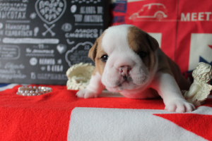 Photo №2 to announcement № 3904 for the sale of english bulldog - buy in Russian Federation breeder