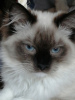 Additional photos: Club kitten of a rare Ragdoll breed.