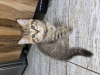 Additional photos: Scottish purebred kittens