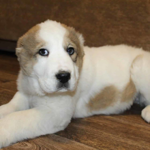 Photo №1. central asian shepherd dog - for sale in the city of Chelyabinsk | Negotiated | Announcement № 4823