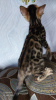 Additional photos: Bengal kittens