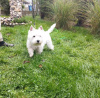 Additional photos: Westie terrier male