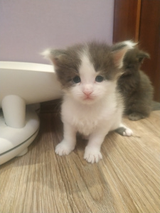 Additional photos: Kittens from the nursery