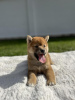 Photo №2 to announcement № 73051 for the sale of shiba inu - buy in Serbia breeder