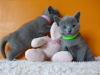 Photo №1. chartreux - for sale in the city of Buggenhout | 211$ | Announcement № 43959