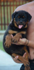 Additional photos: rottweiler