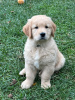 Photo №1. golden retriever - for sale in the city of Мадрид | Is free | Announcement № 103882