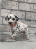 Photo №1. dalmatian dog - for sale in the city of Warsaw | 416$ | Announcement № 31236