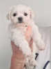 Additional photos: Lovley Maltese puppies