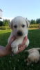 Photo №2 to announcement № 10928 for the sale of labrador retriever - buy in Poland breeder