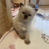 Photo №2 to announcement № 101784 for the sale of british shorthair - buy in Germany from nursery, from the shelter