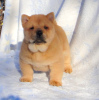 Photo №1. chow chow - for sale in the city of Невинномысск | negotiated | Announcement № 8856