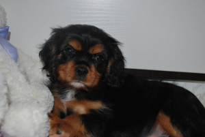 Photo №3. Cavalier king charles spaniel puppies. Russian Federation