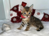 Photo №1. bengal cat - for sale in the city of Mülheim-Kärlich | Is free | Announcement № 95898