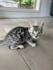 Photo №1. bengal cat - for sale in the city of Москва | negotiated | Announcement № 121710