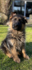 Additional photos: Beautiful German Shepherd puppies for Europe for sale!