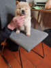 Additional photos: Cute Chow Chow Puppies