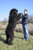 Additional photos: Black Russian Terrier puppies