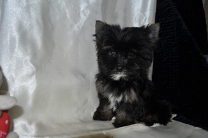 Photo №4. I will sell yorkshire terrier in the city of Smolensk. from nursery - price - Negotiated