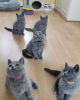 Photo №4. I will sell british shorthair in the city of Кеми. private announcement - price - 423$