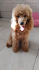 Additional photos: Red poodle puppies