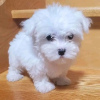 Photo №2 to announcement № 38252 for the sale of maltese dog - buy in Germany private announcement