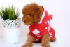 Photo №2 to announcement № 9578 for the sale of poodle (toy) - buy in Canada private announcement