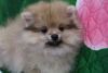 Photo №1. pomeranian - for sale in the city of Москва | 391$ | Announcement № 43945