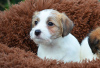 Photo №4. I will sell jack russell terrier in the city of Kherson. private announcement - price - negotiated