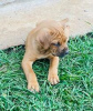 Photo №2 to announcement № 124067 for the sale of boerboel - buy in Finland private announcement