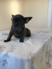 Photo №3. Passionate French Bulldog for Caring homes. Germany