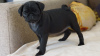 Photo №1. pug - for sale in the city of Novokuznetsk | negotiated | Announcement № 10312