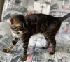 Photo №4. I will sell bengal cat in the city of Москва. breeder - price - 768$