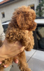 Photo №4. I will sell poodle (toy) in the city of Belgrade. breeder - price - negotiated