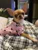 Photo №2 to announcement № 105034 for the sale of chihuahua - buy in Germany breeder