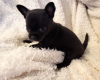 Photo №4. I will sell chihuahua in the city of Zrenjanin. breeder - price - negotiated