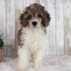 Photo №3. MALE POODLE FOR SALE. Brazil