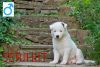 Additional photos: Yakutian Laika -beautiful puppies