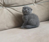 Photo №1. scottish fold - for sale in the city of Berlin | negotiated | Announcement № 107660