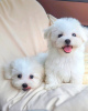 Photo №1. maltese dog - for sale in the city of Paris | negotiated | Announcement № 120018